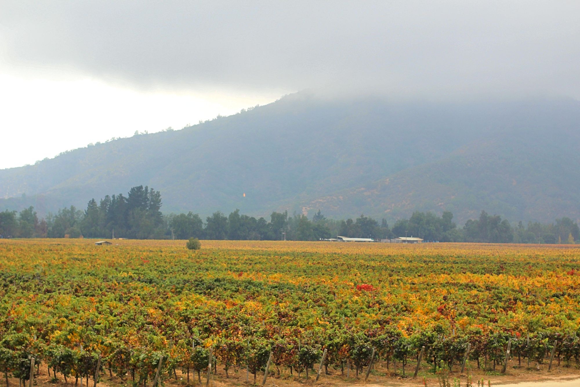 vinicola veramonte valle de casablanca 