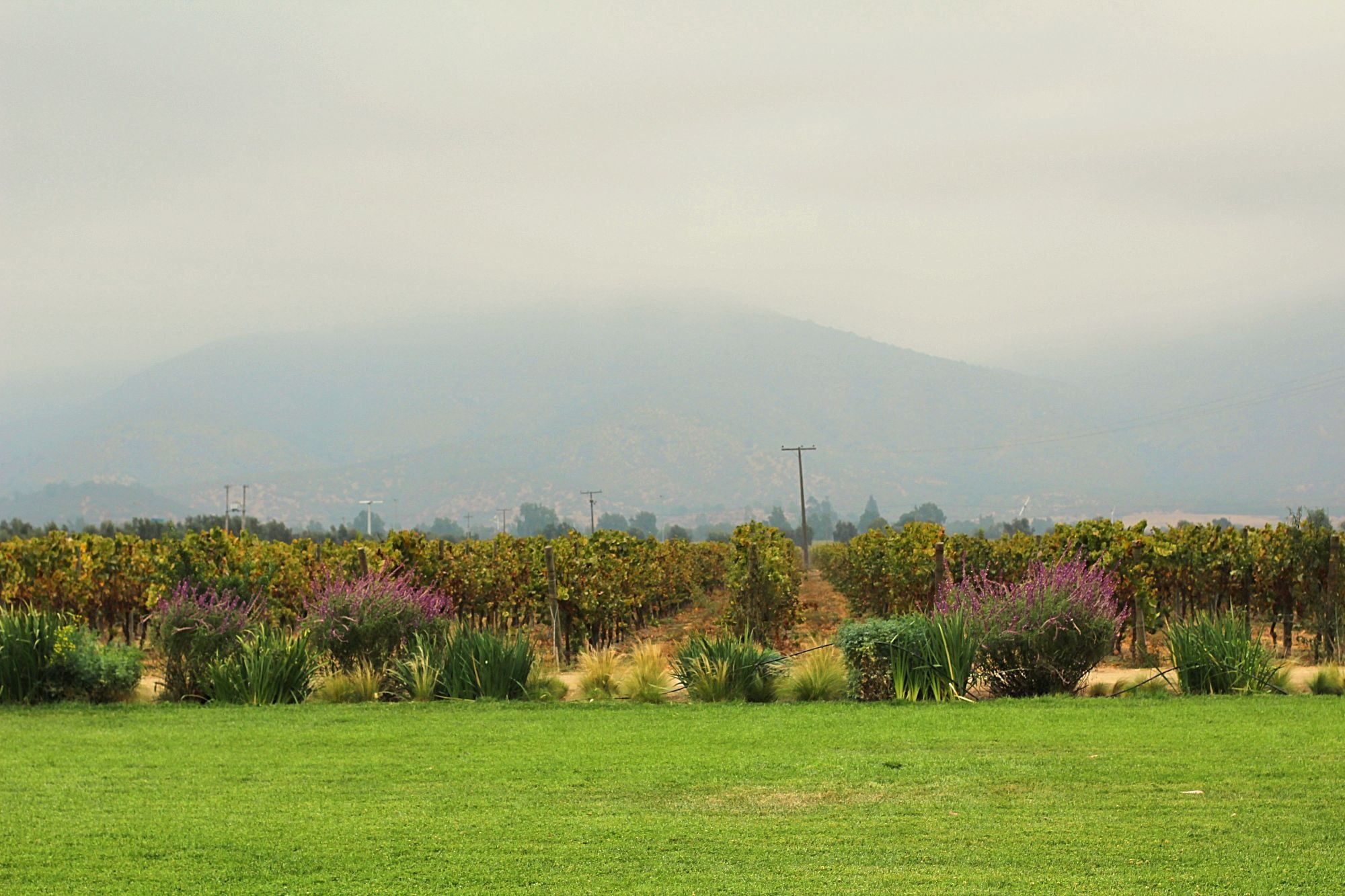 Vinicola Emiliana Valle de Casablanca