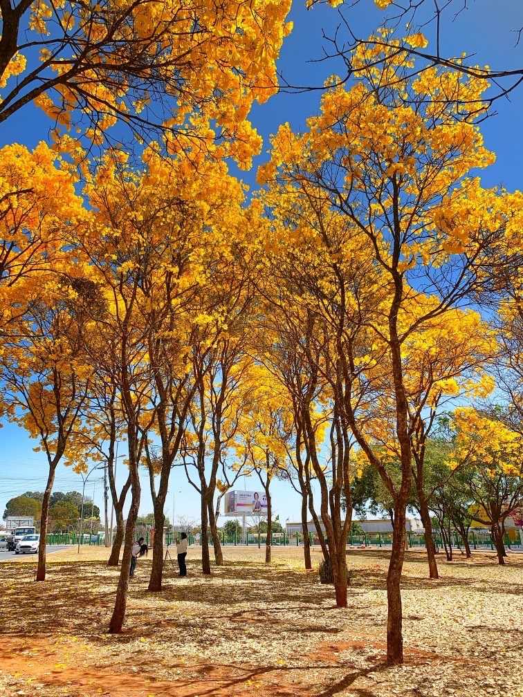 por do sol em brasilia